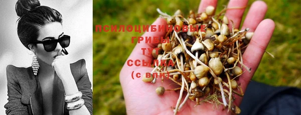 прущие грибы Вяземский